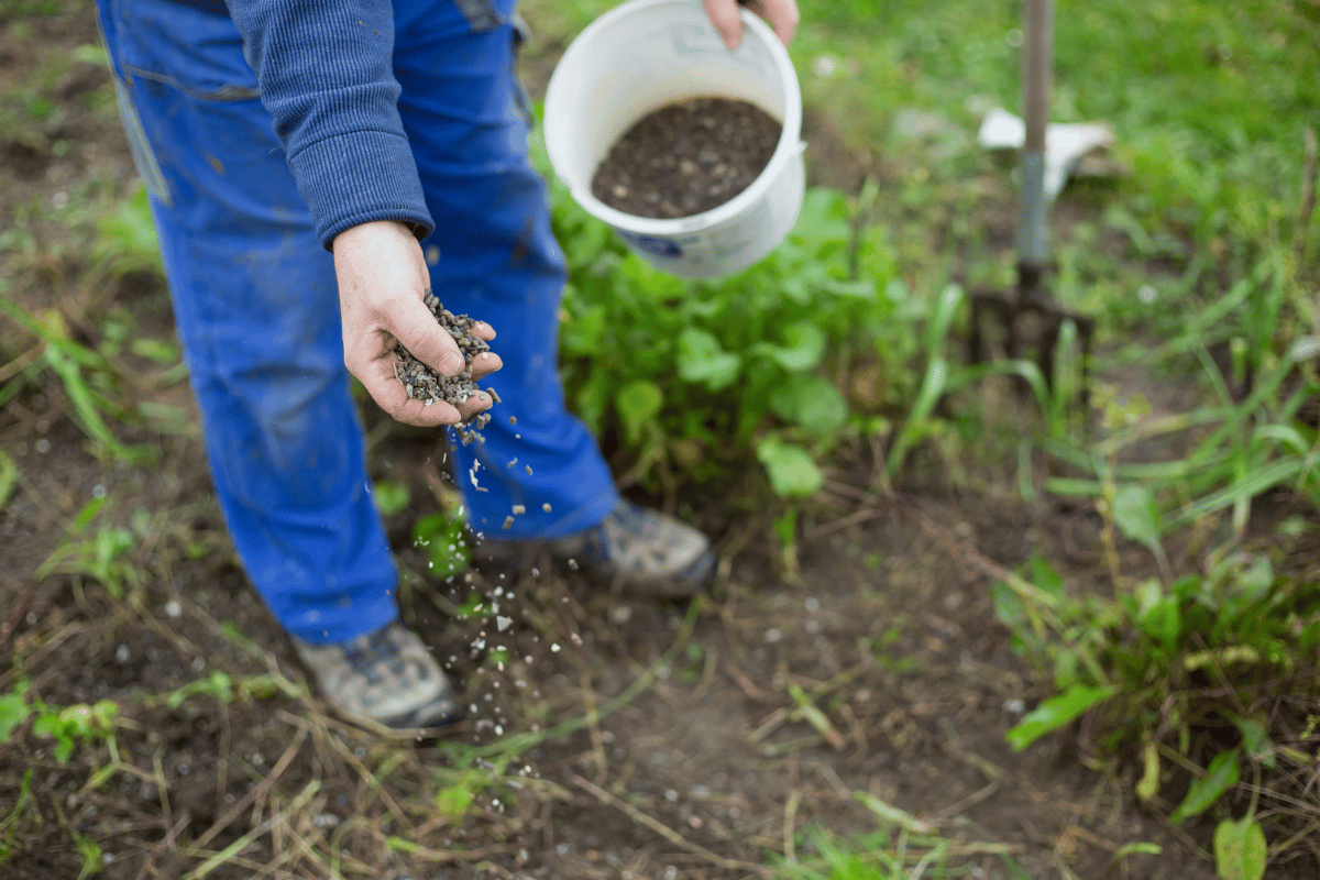 _application of a granular fertilizer in the root zone .png